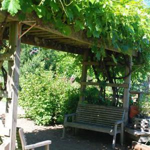арка для винограду